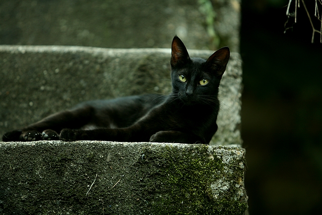 Lady in black