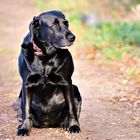 Lady in Black 