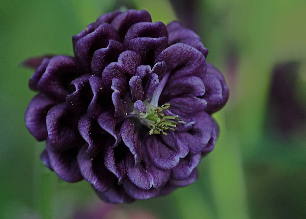 Lady in Black