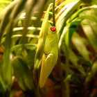 Lady in Green