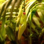 Lady in Green