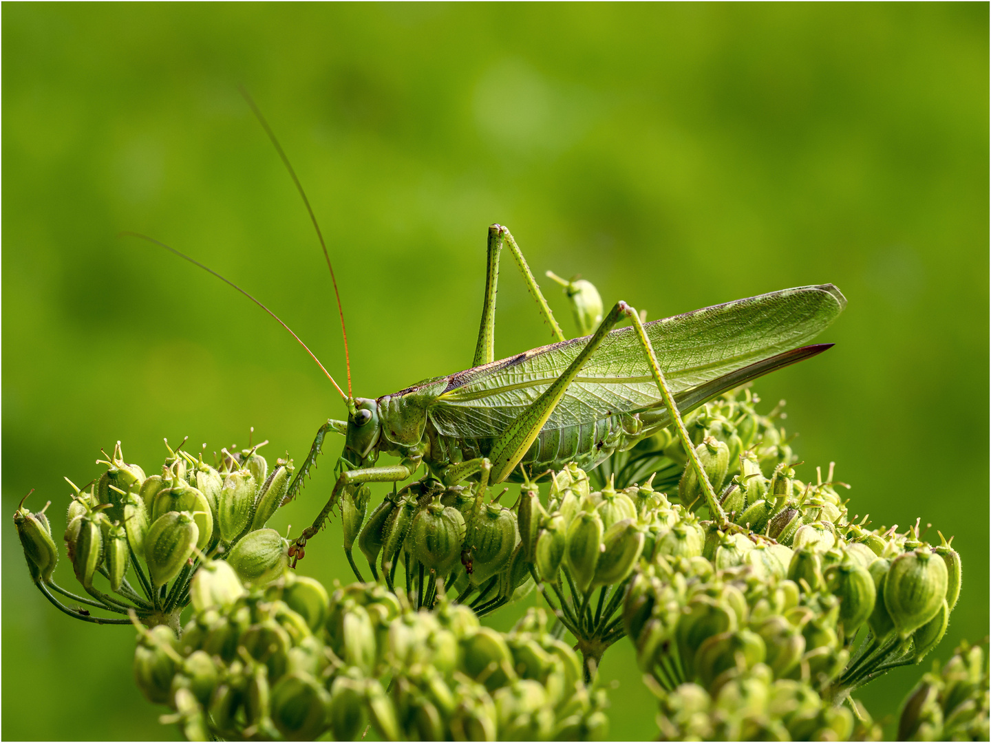 Lady in Green