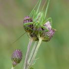 Lady in Green