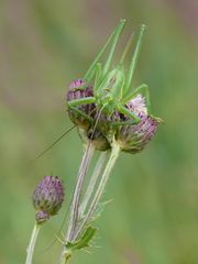 Lady in Green