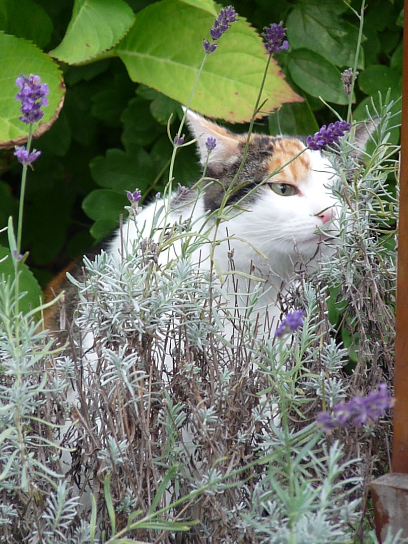 Lady in lavender