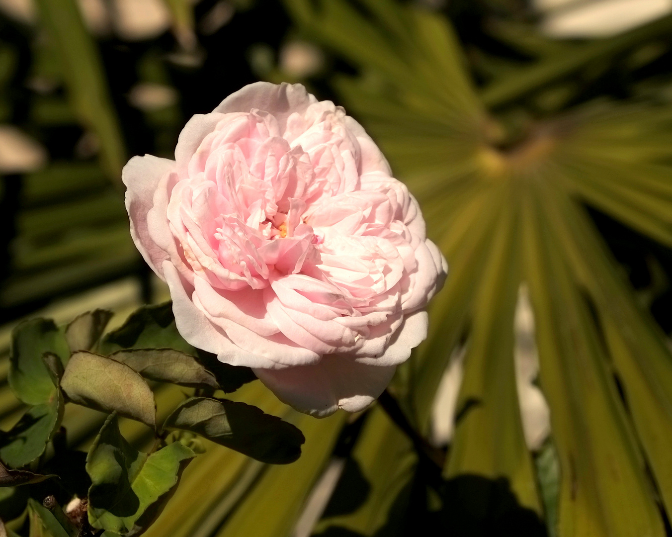 Lady in Light Pink