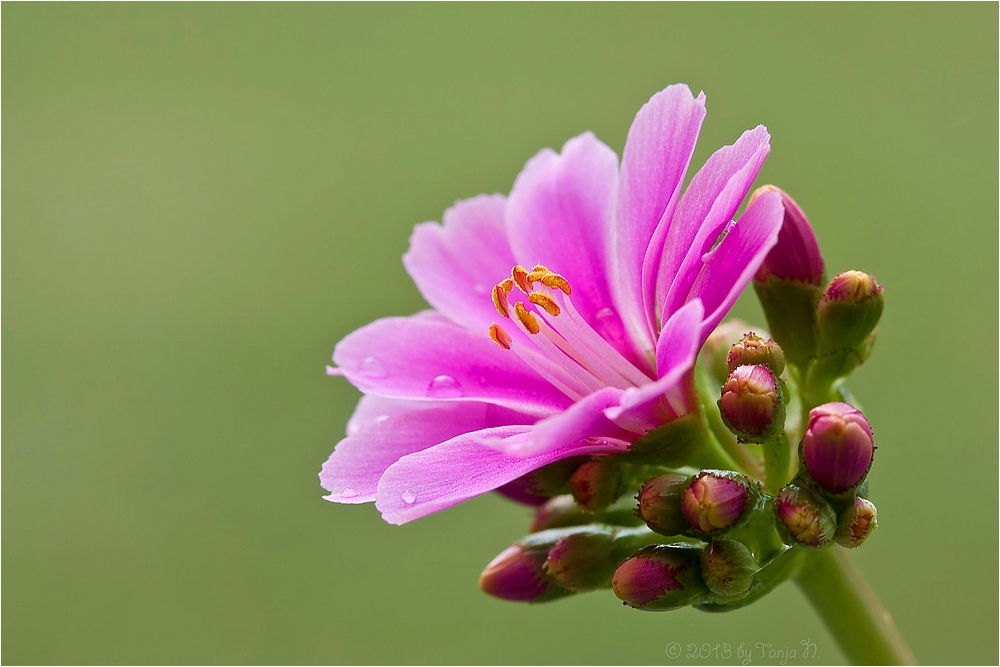 *Lady in Pink*