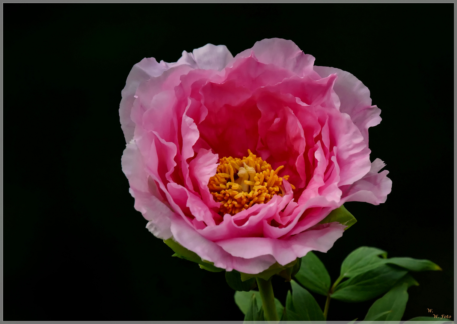 Lady in Pink