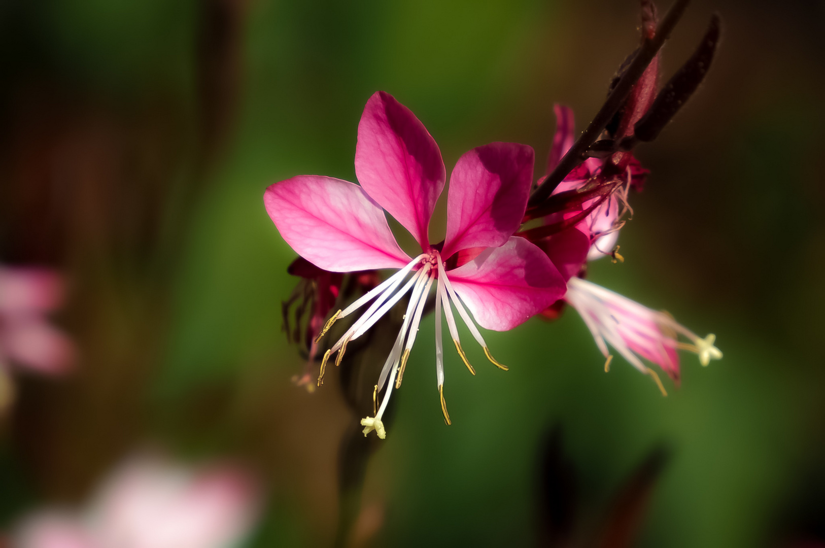 Lady in pink