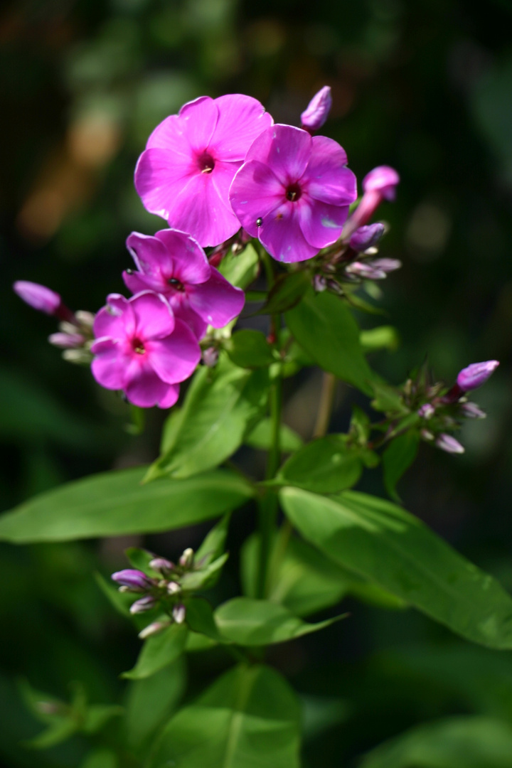 Lady in Pink