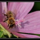 Lady in Pink