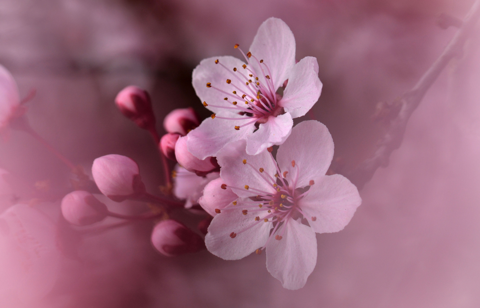 Lady in PINK