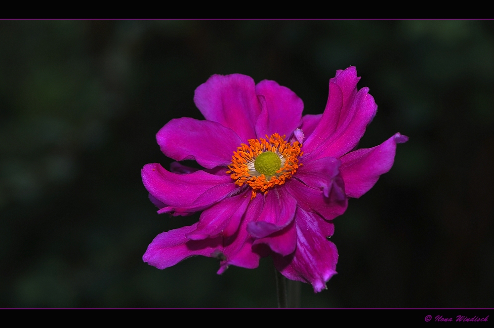 ~Lady in pink~