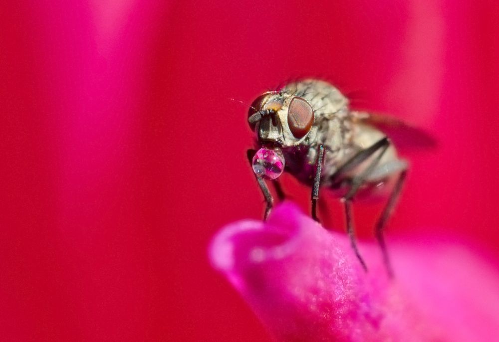 Lady in Pink