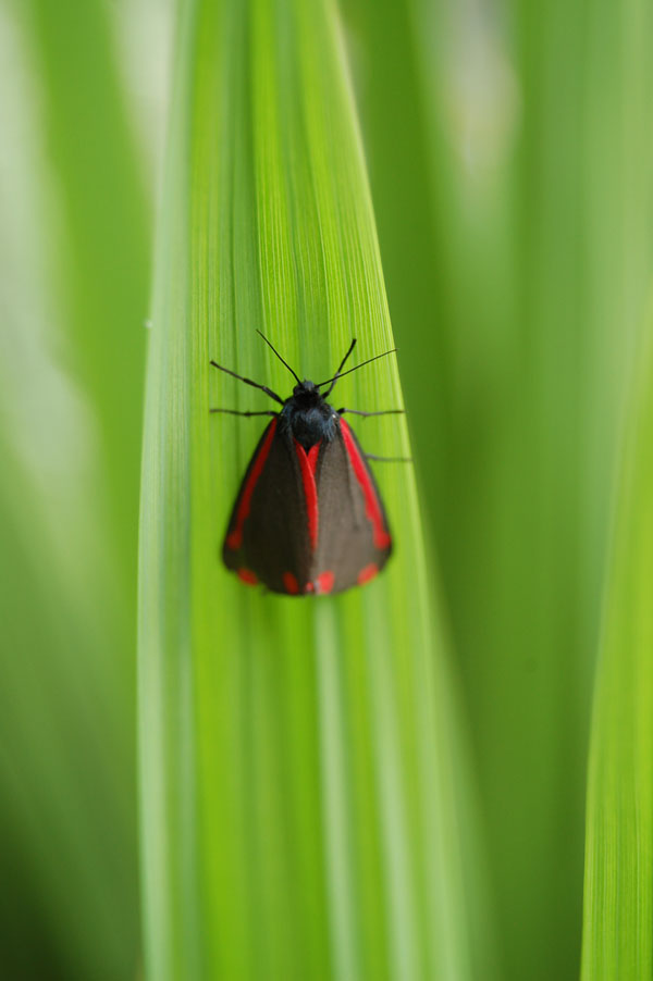 Lady in red