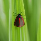 Lady in red