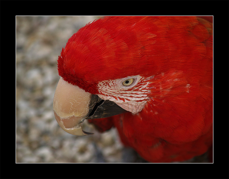 Lady in Red