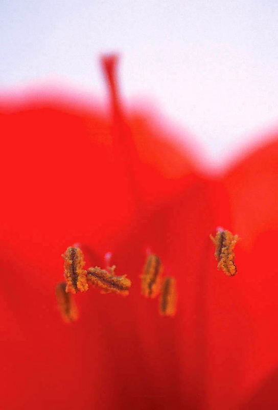 "lady in red"