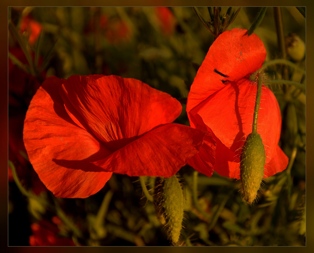 Lady in Red