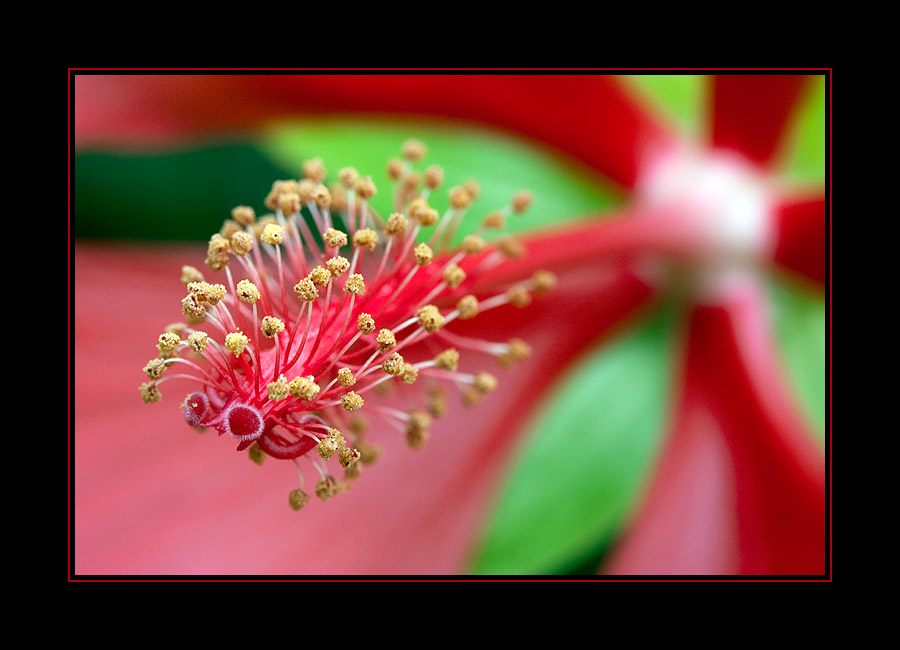 lady in red