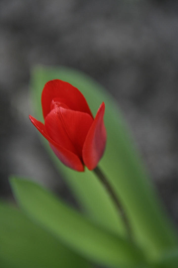 Lady in red