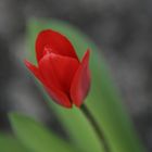 Lady in red