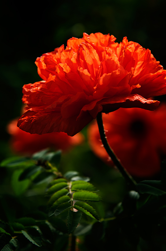 Lady In Red