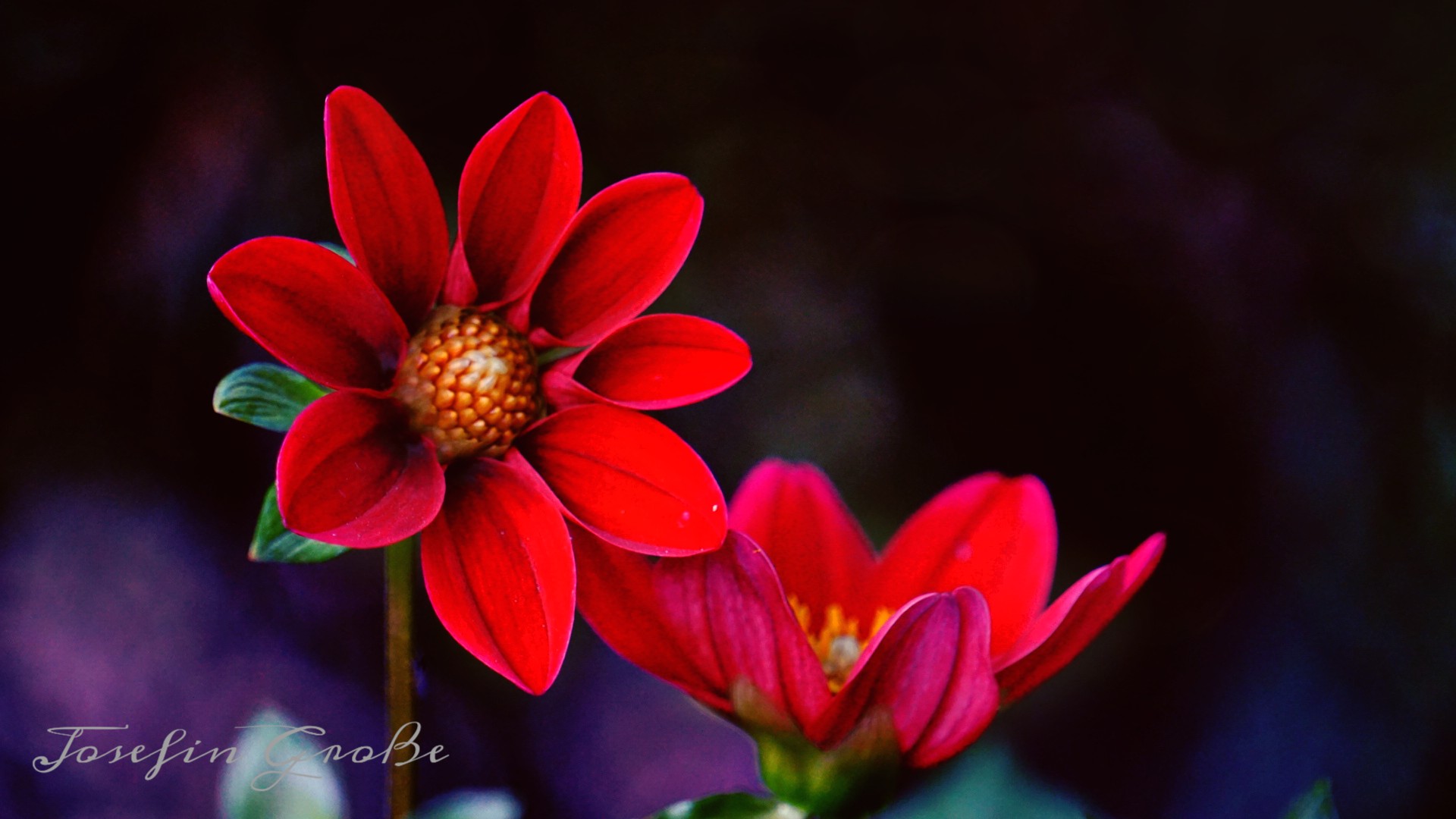 Lady in Red 