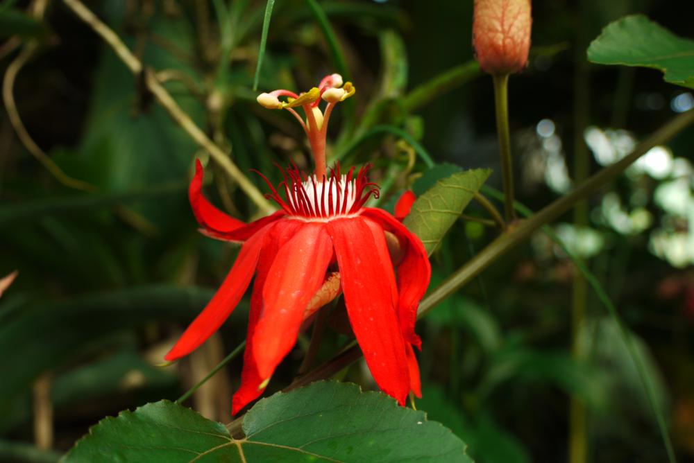 Lady in Red