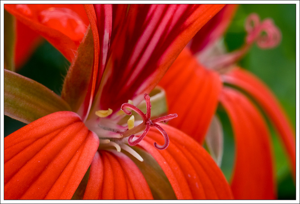 Lady in red