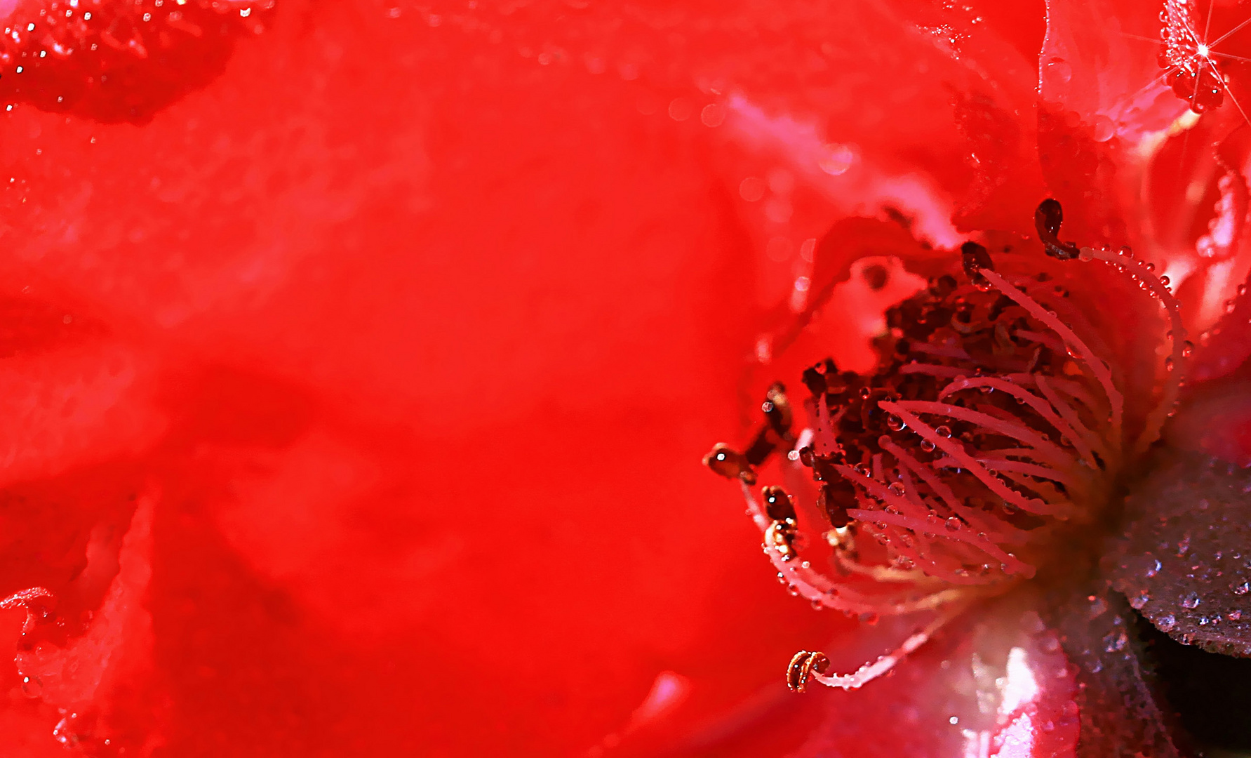 Lady in Red