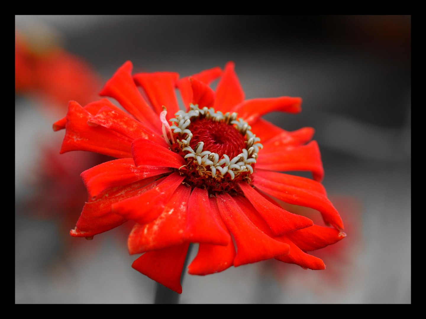 Lady in red