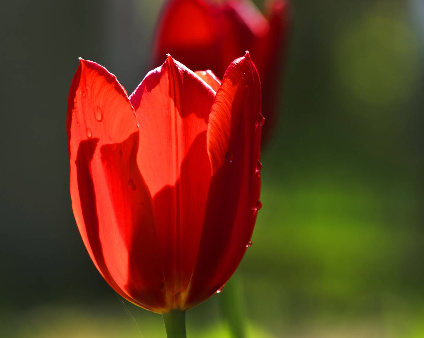 Lady in Red