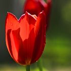 Lady in Red