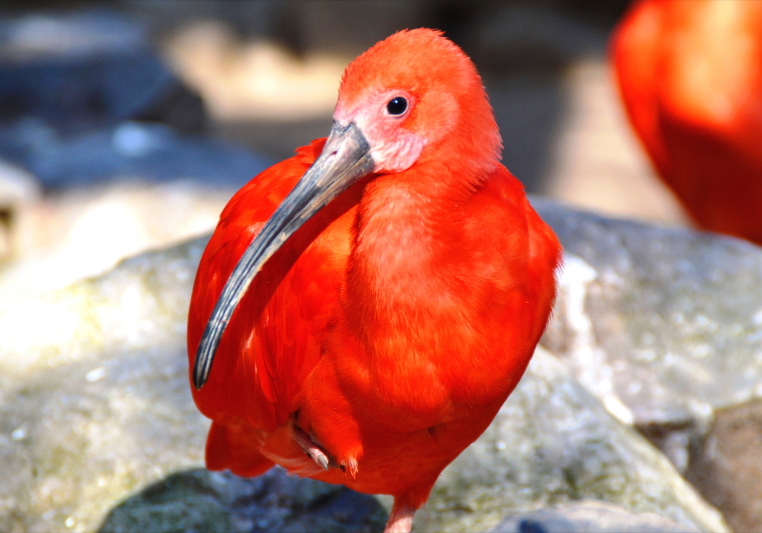 Lady in red