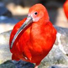 Lady in red