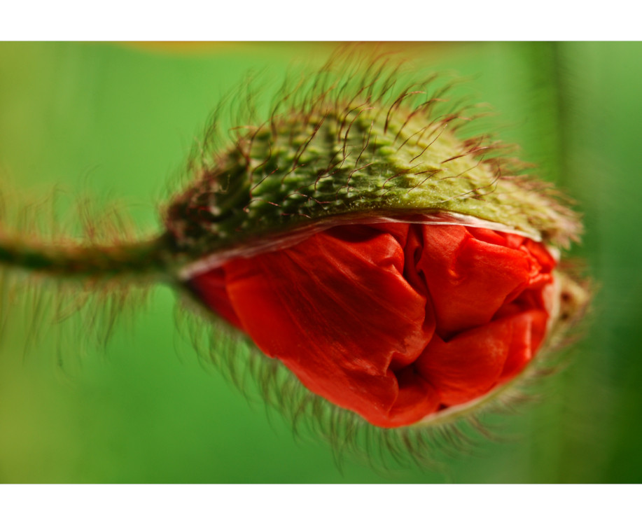 lady in red by Samanta4 