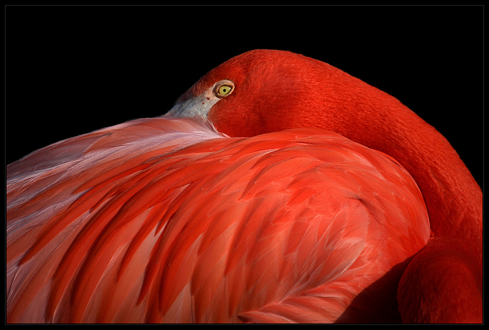 Lady in Red...