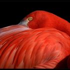 Lady in Red...