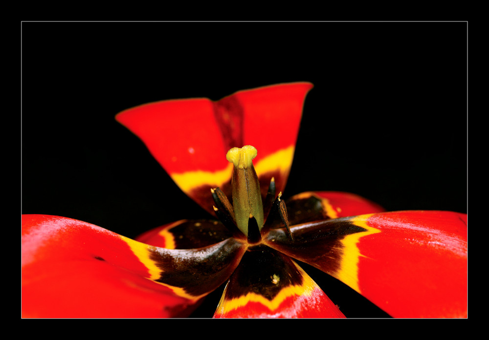 Lady in Red