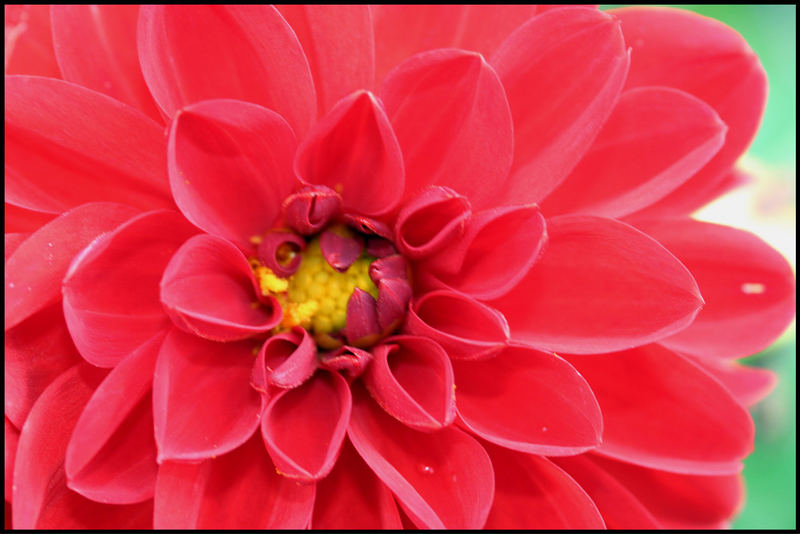 Lady in Red