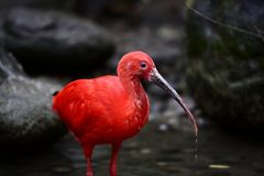 lady in red