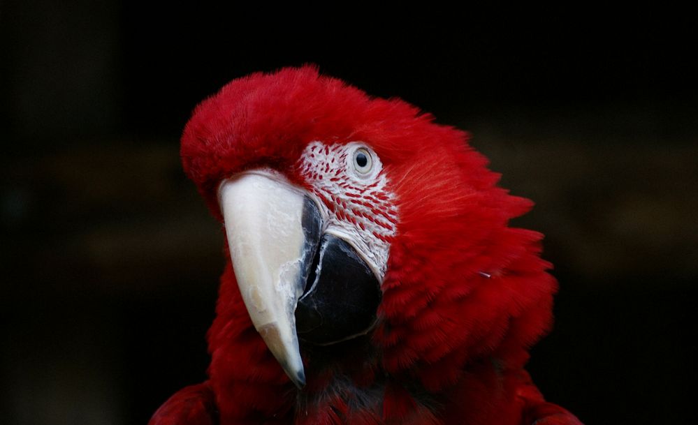 LADY IN RED