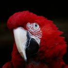 LADY IN RED