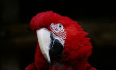 LADY IN RED