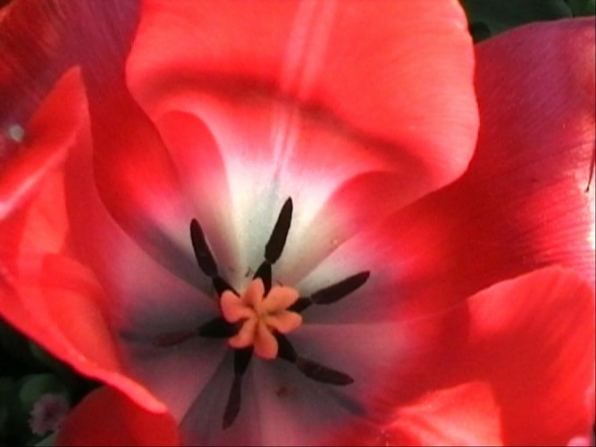 Lady in Red