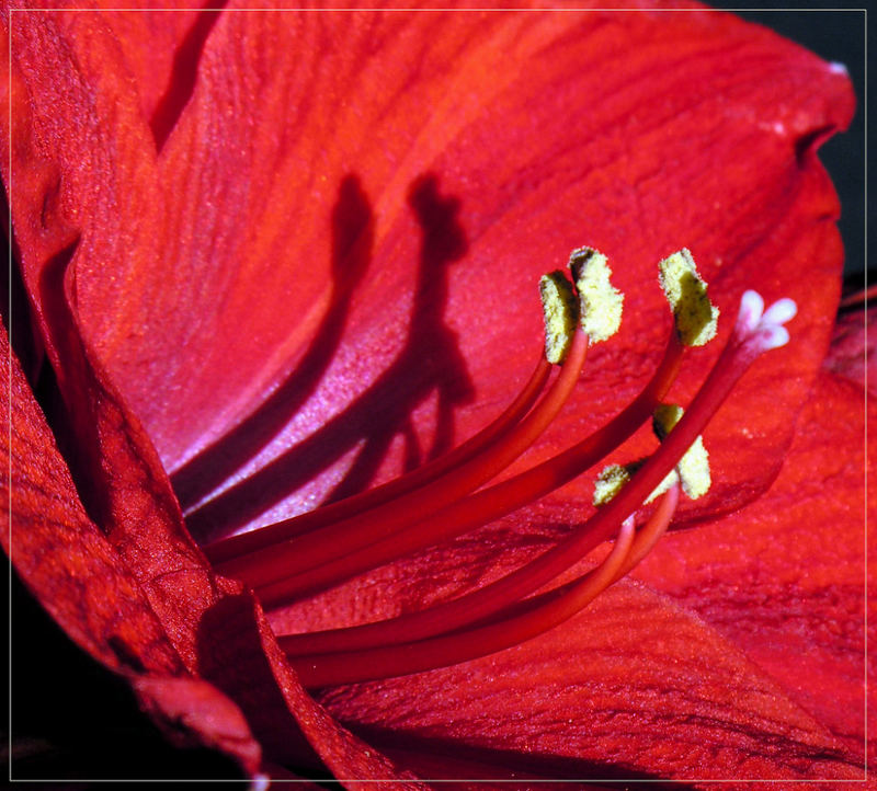 Lady In Red