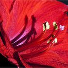 Lady In Red