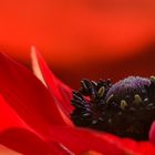 lady in red....