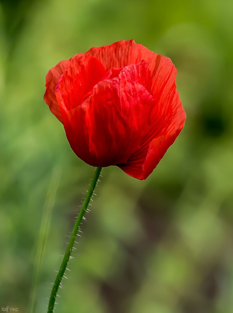 Lady in Red